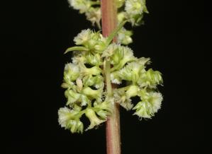 Amaranthus