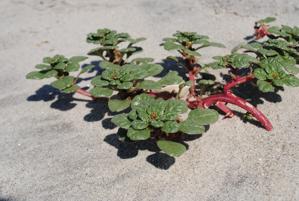 Amaranthus