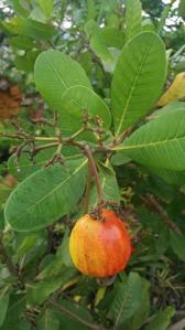 Anacardium