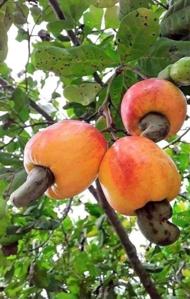 Anacardium