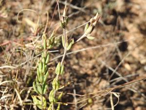 Anacampserotaceae