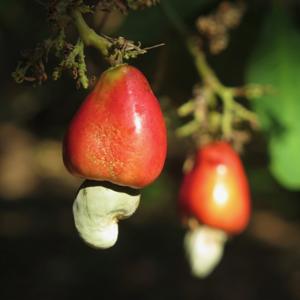 Anacardium