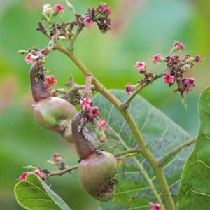 Anacardium