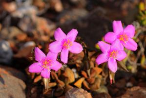 Anacampserotaceae