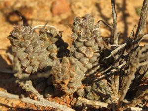 Anacampserotaceae