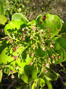 Anacardium