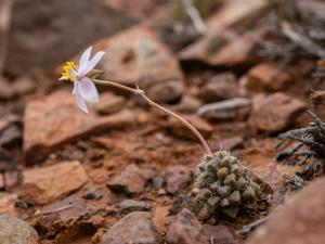 Anacampserotaceae