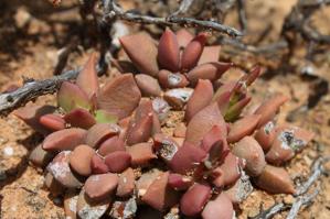 Anacampserotaceae