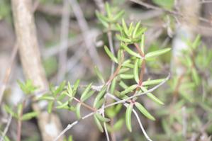 Anacampserotaceae