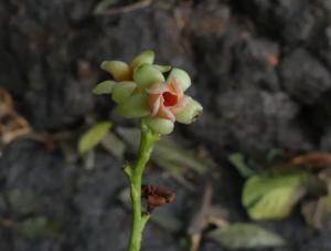 Ancistrocladaceae