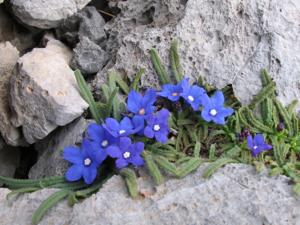 Anchusa