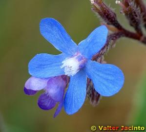 Anchusa