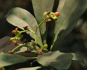 Ancistrocladaceae