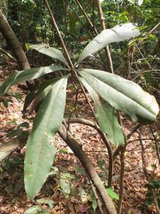 Ancistrocladaceae