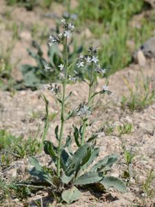 Anchusa