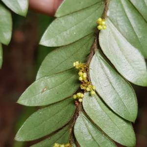 Anisophyllea