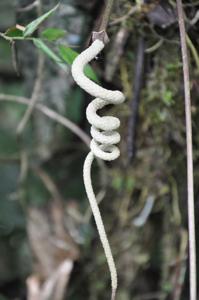 Anthurium