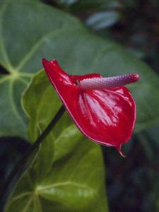 Anthurium