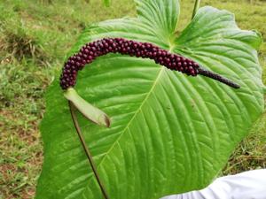 Anthurium