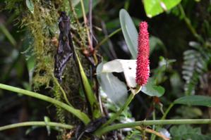 Anthurium