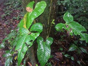 Anthurium