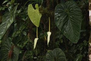 Anthurium