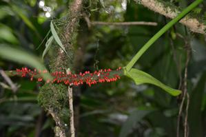 Anthurium