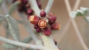 Apodanthaceae