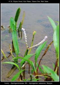 Aponogetonaceae