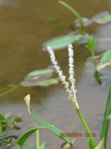 Aponogetonaceae