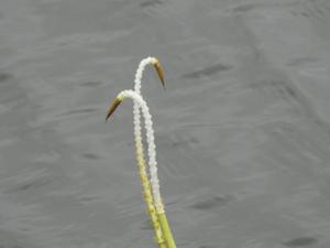 Aponogetonaceae