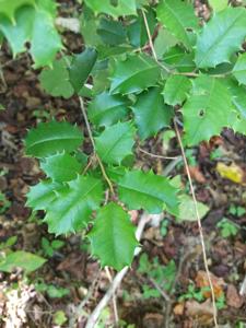 Aquifoliaceae