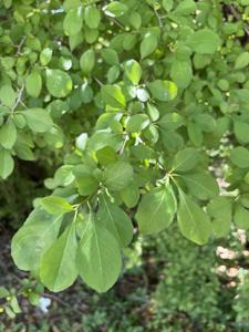 Aquifoliaceae