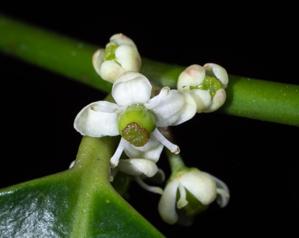 Aquifoliaceae