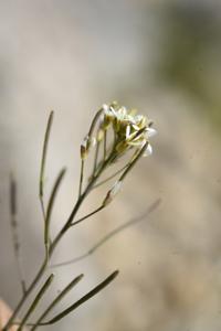 Arabidopsis