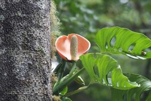 Araceae