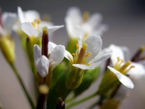 Arabidopsis