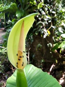 Araceae