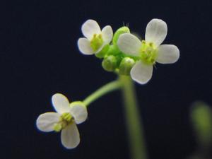 Arabidopsis