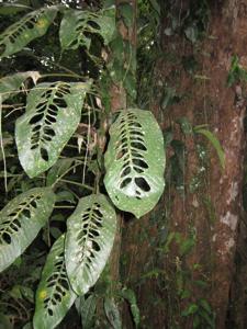 Araceae