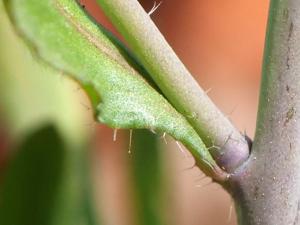 Arabidopsis