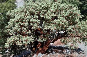 Arctostaphylos