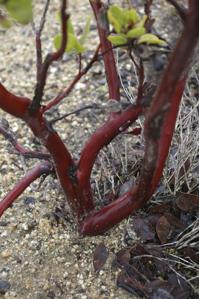 Arctostaphylos