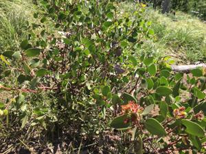 Arctostaphylos