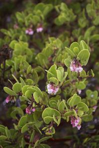 Arctostaphylos