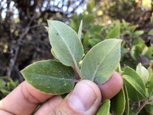 Arctostaphylos