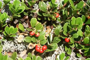 Arctostaphylos