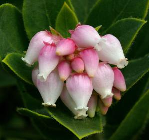 Arctostaphylos