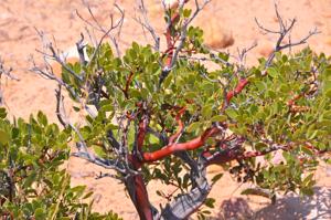 Arctostaphylos