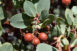 Arctostaphylos